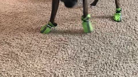 Hilarious Boxer in Boots!