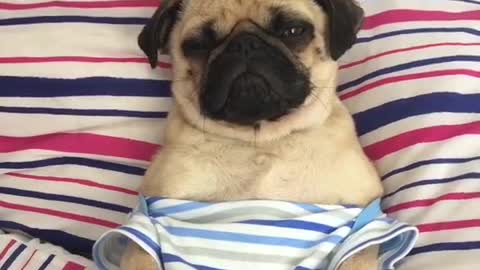 Grumpy pug blends in with stripey bed covers