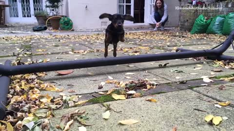 Slow motion black weiner dog jumps over bar to get to camera