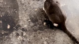 Scheming Kitty Gets Its Comeuppance