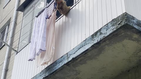 Cat Lounges On Clothesline