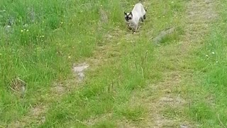 cat running to his hooman