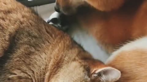 Funny Dogs | Funny Cats | Funny Videos || Cute Cat and Dog Relationships ❤️❤️