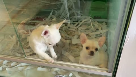 Gentle pup introduced to new chihuahua puppy addition 2021
