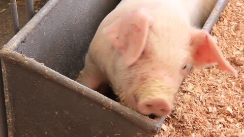 pig in trough video stock footage