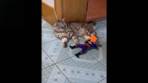 Watch this Cat is really funny & Cute