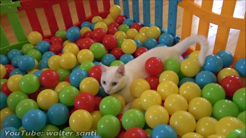 2 Cats and 5000 Balls