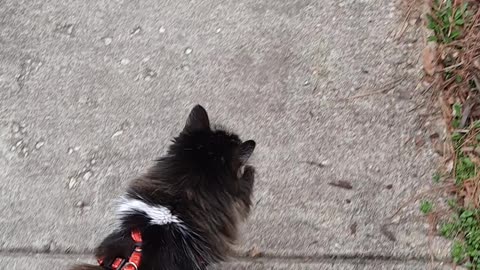20 Year Old Cat Walks Her Humans
