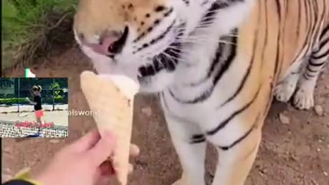 Loin and Tiger Can Also Becomes Pet