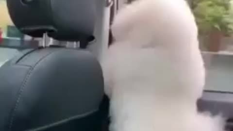 cat dancing in car