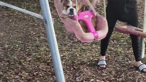 English bulldog riding in baby swing :)