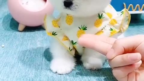 Most Watched Videos cute animals