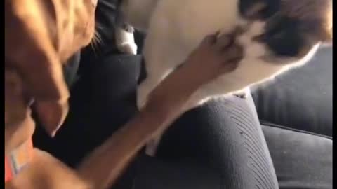 cat got mad at her sister dog