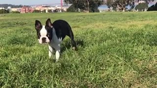 French bulldog runs with green leash in mouth