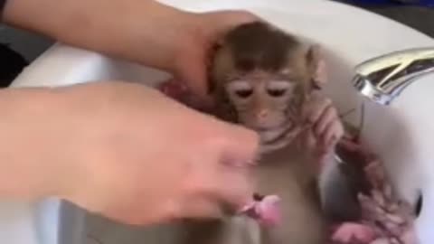 Baby monkey 🐒 is sleeping bathroom crying 😭😭😭