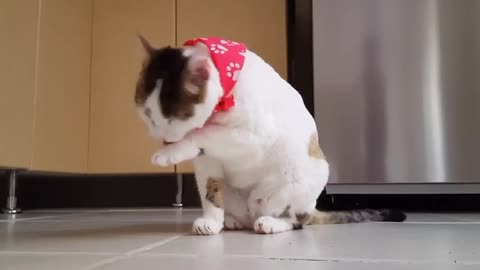 Funy cats video