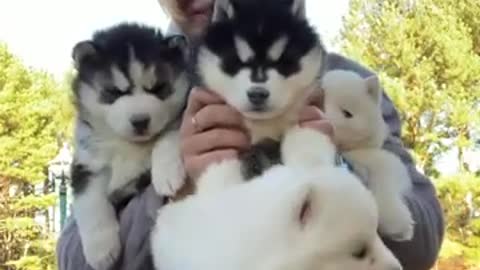 Husky Puppies LOVE Being Hugged - Amazing Pets