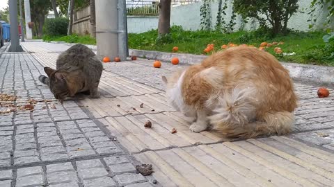Street Cats Eating: What to Do