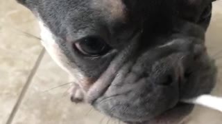 French bulldog puppy gets teeth brushed by orange toothbrush