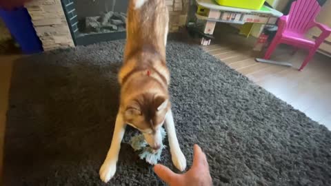 Husky dog plying with toy rope