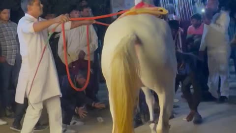 Horse lovar and horse dance