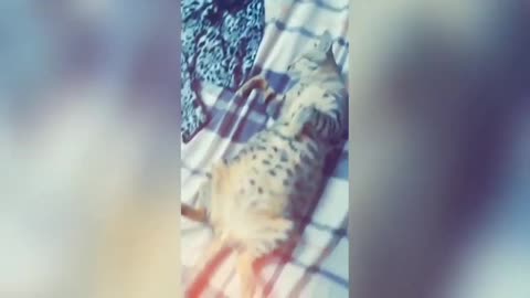 bossy cat who sleeps in bed and refuses to wake up
