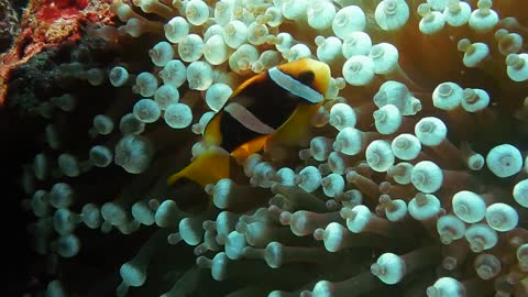 Orange Clown Fish Journey