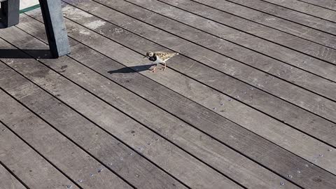 Baby Dove eating food