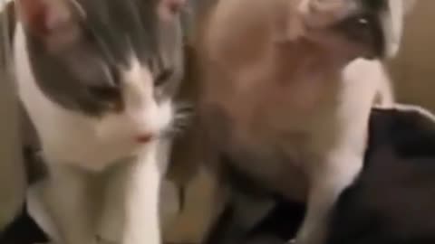 cute cat killing a dog