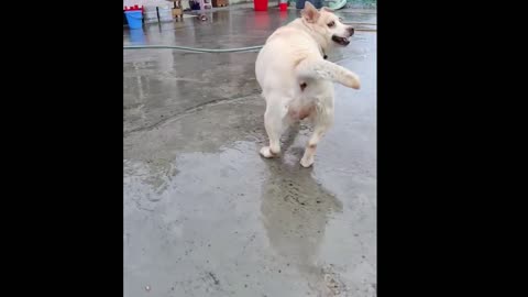 Funny Dog Playing With Rain Water