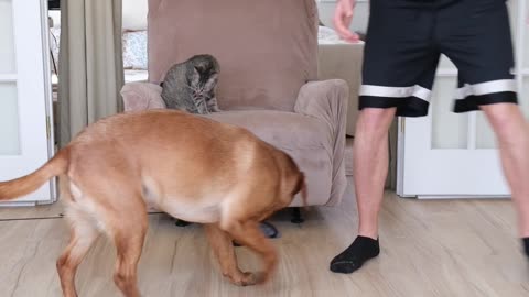 Dog Pulls Cat In Basket