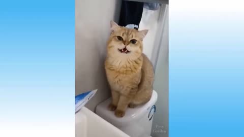Cat In The Toilet