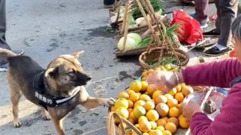 DOG VISITS FRUIT STAND PICKS OUT HIS OWN DESPITE WHAT HE WAS GIVEN