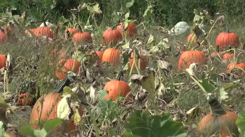 How to Harvest and Store Pumpkins