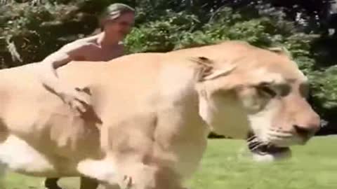 The biggest cat in the world / domestic lion