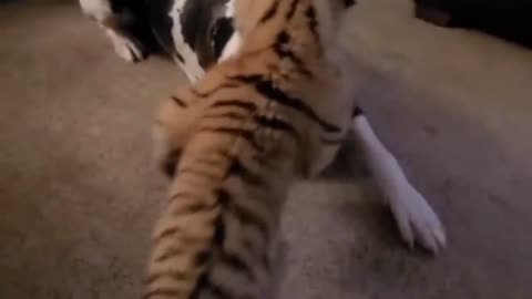 Dog vs baby tiger video