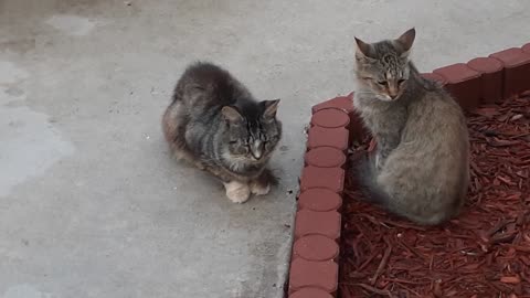 Dos Patos En Siesta