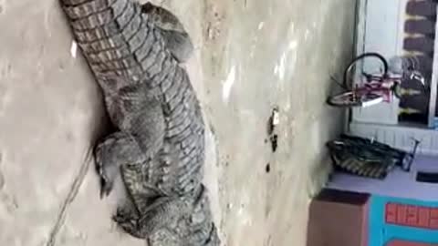 Giant Crocodile entering in human area. #Crocodile #Thril