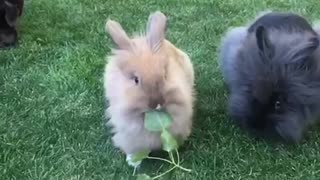 Wind blows through bunnies' fur in majestic slow motion