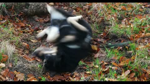 Dog wallowing in the Dirt