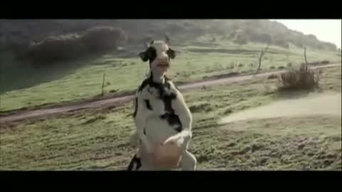 Kung Fu Cow in action