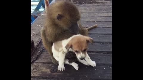 Young Baboon Adorably Grooms Puppy