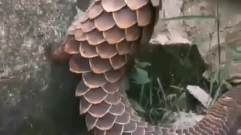 Pangolin.