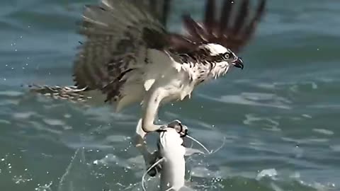 Crazy Osprey grabs huge catfish and almost gets dragged under.