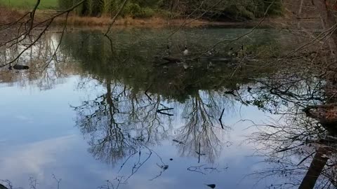 Canadian geese hanging out at the pond on the golf course