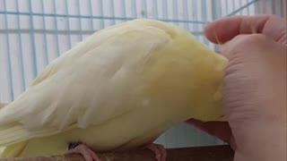 Cockatiel Seriously Loves Scratches