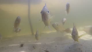 Curious Sunfish underwater camera
