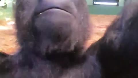 Naughty young gorilla annoys his auntie! #gorilla #play