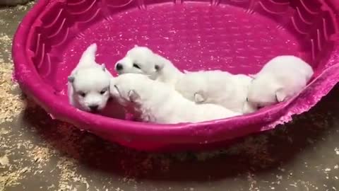 A group of puppies do not know what they are doing
