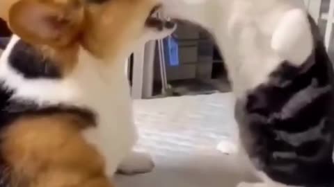 Cute fights of cats and dogs